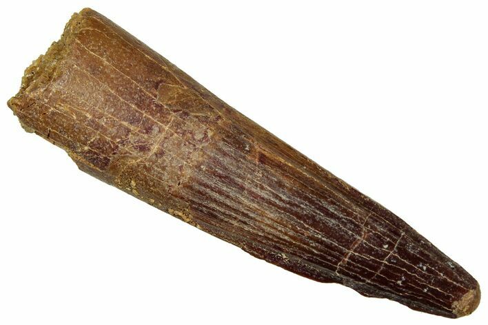 Fossil Spinosaurus Tooth - Real Dinosaur Tooth #329700